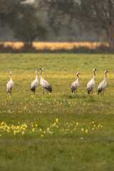 Fototapeta premium Common cranes in a meadow with yellow flowers in Rhinluch, Brandenburg, Germany