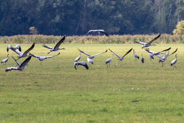 Fototapeta premium Common cranes flying low over a meadow in Rhinluch, Brandenburg, Germany