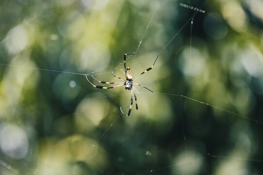 View of a golden silk orb-weaver spider resting on its intricate web against a soft-focus green forest background in Puerto Viejo de Talamanca, Limon Province, Costa Rica.