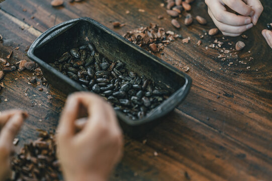 View of hands sorting and processing raw cocoa beans on a rustic wooden table with a metal tray in Puerto Viejo de Talamanca, Limon Province, Costa Rica.