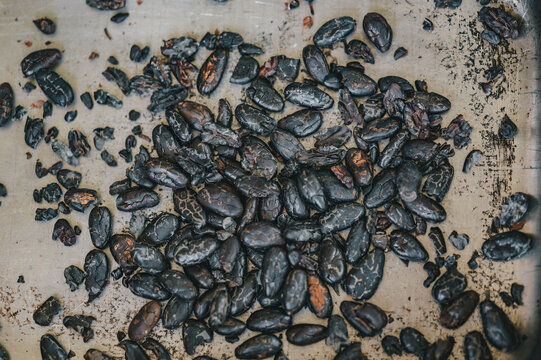 View of roasted dark cacao beans spread out on a metal tray in Puerto Viejo de Talamanca, Limon Province, Costa Rica.