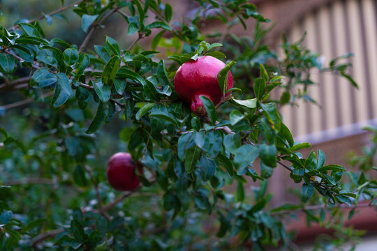Ripe pomegranates on a tree branch