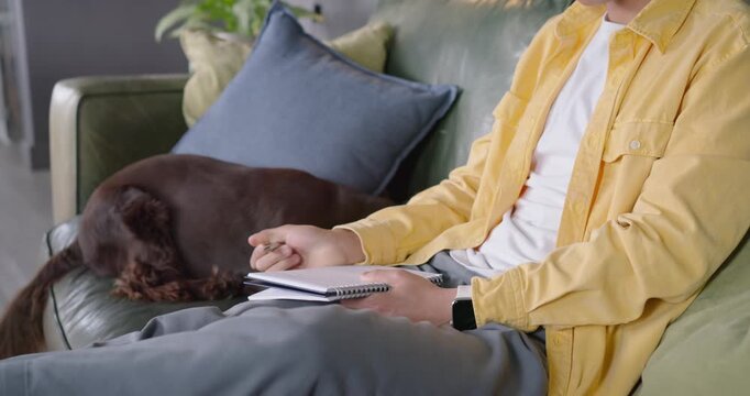 Man is pausing notes, reaching to stroke brown dog on green leather sofa, comforting companion