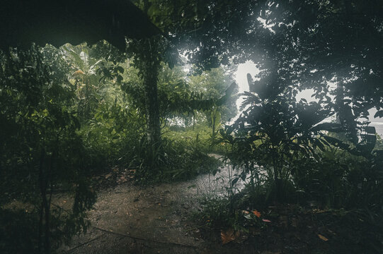 View of the lush tropical rainforest during a rainstorm, with dense foliage and a muddy path in Puerto Viejo de Talamanca, Limon Province, Costa Rica.