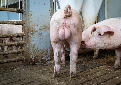 Jungeber mit unkupiertem Ringelschwanz in der Ebermast im Tierwohl-Schweinestall der Haltungsstufe 3.