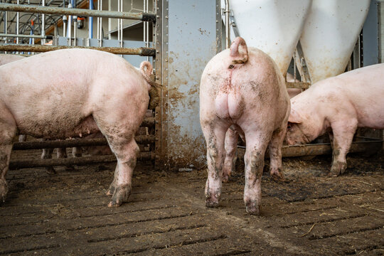 Jungeber mit unkupiertem Ringelschwanz in der Ebermast im Tierwohl-Schweinestall der Haltungsstufe 3.