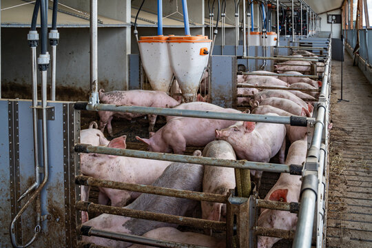 Mastschweine mit unkupiertem Ringelschwanz im Tierwohl-Schweinestall der Haltungsstufe 3 beim Ringelschwanz-Programm.