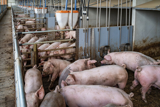 Mastschweine mit unkupiertem Ringelschwanz im Tierwohl-Schweinestall der Haltungsstufe 3 beim Ringelschwanz-Programm.
