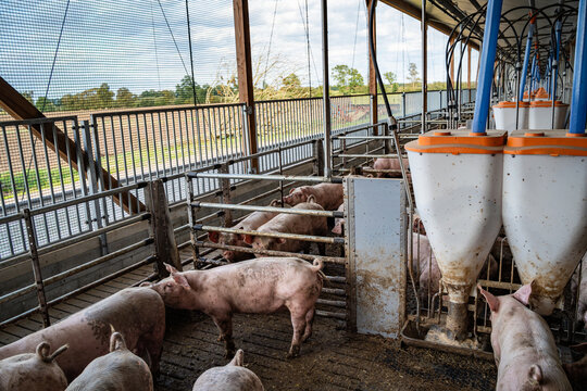 Mastschweine mit intaktem Ringelschwanz am Futterautomaten im Au&szlig;enklimastall der Haltungsstufe 3.