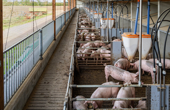 Mastschweine mit intaktem Ringelschwanz am Futterautomaten im Au&szlig;enklimastall der Haltungsstufe 3.