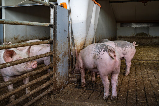 Mastschweine mit unkupiertem Ringelschwanz am Futterautomaten vor dem eingestreuten Liegebereich.