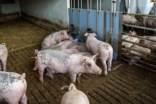 Mastschweine mit unkupiertem Ringelschwanz an der Tr&auml;nke im Tierwohl-Stall der Haltungsstufe 3.