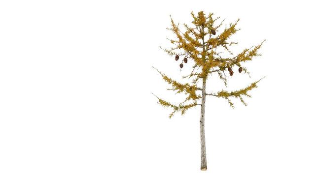 Larch tree with golden autumn needles and brown cones standing upright on transparent background