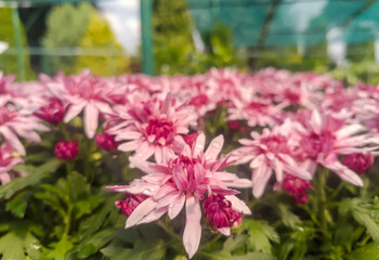 Różowe chryzantemy (Chrysanthemum spp.) o bujnych, zielonych liściach są w pełni rozkwitu, a ich płatki zdobią krople deszczu. Tło stanowi rozmyta zieleń i niebo, co sugeruje scenerię ogrodu lub szk © Grzegorz