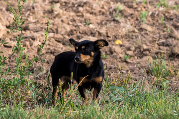 Chihuahua – mały pies mix w typie rasy na trawie. Piesek o czarno-podpalanej sierści stoi na kępie trawy. Pies ma stojące uszy i jest zwrócony bokiem. Wokół niego znajduje się mieszanka zielonej trawy © Grzegorz