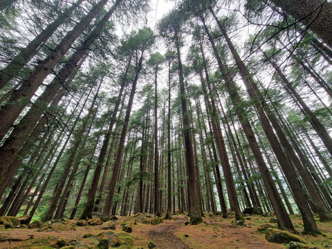 View of tall pine trees in a dense forest with a rocky ground path in Malana, Himachal Pradesh, India.