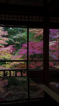 Fall travel in Kyoto, Japan, panning shot showing colorful maple trees surrounding historic temple in autumn season.	