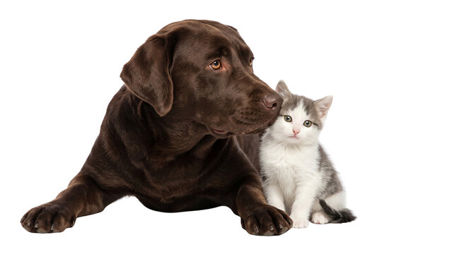 Chocolate Labrador Retriever dog and small grey kitten, friendly domestic pets together, adorable animal friendship and companionship isolated PNG with Transparent Background