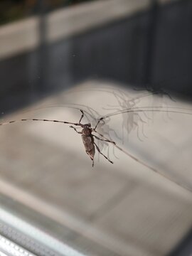 Longhorn beetle with extremely long antennae sitting on window glass close up