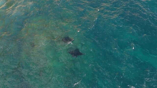 Aerial view of manta rays swimming in the clear turquoise waters of Manta Point, Nusa Penida, Bali, Indonesia.