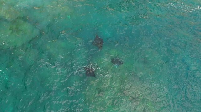 Aerial view of manta rays swimming in the clear turquoise waters of Manta Point in Nusa Penida, Bali, Indonesia.