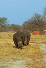 Two White Rhinoceros walking in Ngamo Rhino Sanctuary in Hwange National Park.  Thuza and Kusasa are the first two white rhinos pioneering the reintroduction of the species to the Hwange ecosystem. © paula