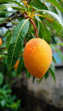 A ripe yellow marian plum or maprang fruit covered in fresh water droplets hangs from a tree branch. The background features lush green leaves with raindrops after rain.