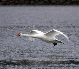 Mute swan © Nacho