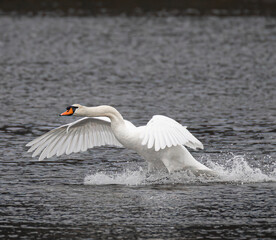 Mute swan © Nacho