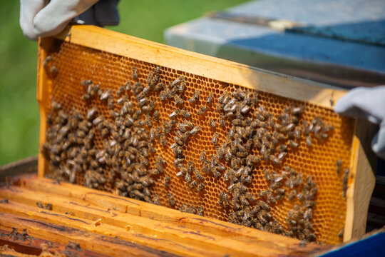 Beekeeper holding honeycomb frame with honey bees working
