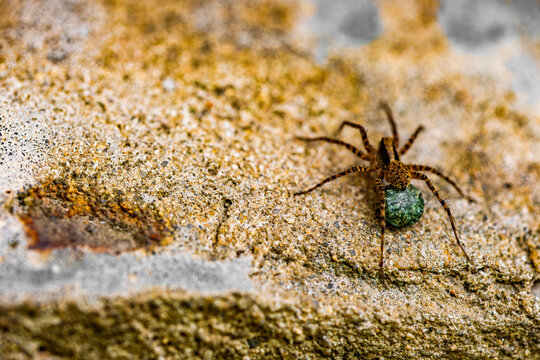 Wolf spider carrying its egg sac on a textured stone surface