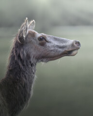 Elk Profile Portrait © Jim