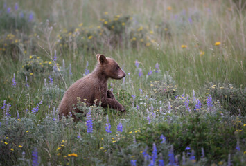 Black Bear Cub Among Wildflowers © Jim