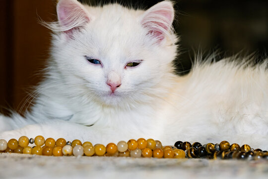 A beautiful white cat with heterochromia sitting near colorful crystal beads on a soft surface