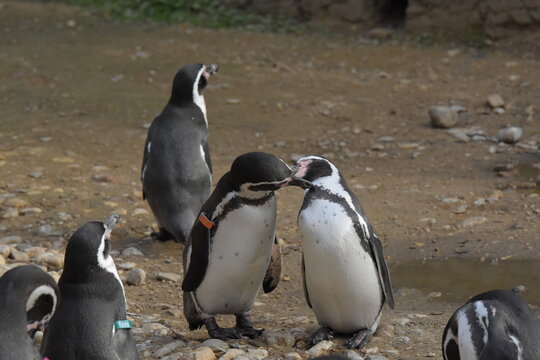 Pinguine