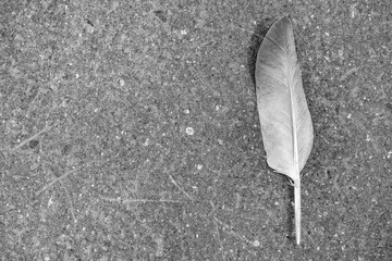 A single bird feather on a rough concrete ground, high contrast black and white photography © LemPro Filming Life