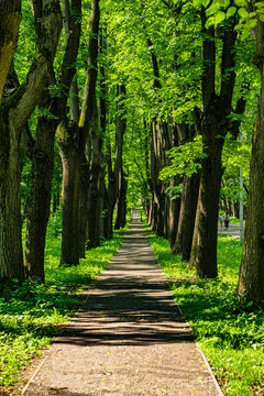 Sunlit pathway through a lush green summer park with tree-lined alley