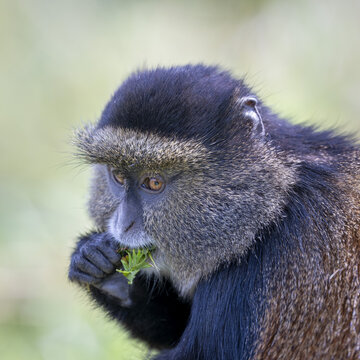 View of an endangered golden monkey eating green leaves in the forest of Virunga, Rwanda.