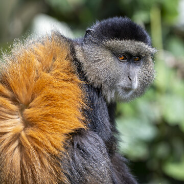 View of an endangered golden monkey with vibrant orange fur on its back and dark fur on its head in its natural habitat in Virunga, Rwanda.
