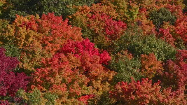 Close aerial view of autumn tree canopy rustling in wind