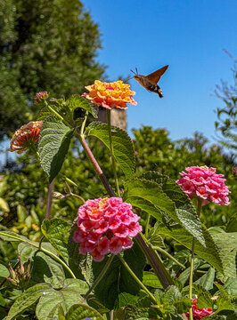 Hummingbird hawk-moth hovering beside colorful lantana flowers while feeding on nectar in a sunny Mediterranean garden under a vivid blue sky.
