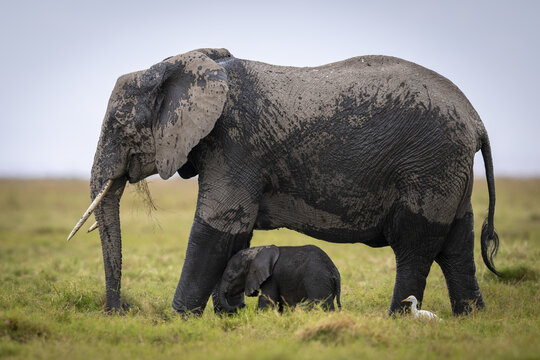 View of an adult African elephant with a calf walking through the grassy plains of Amboseli, Kenya, Africa.