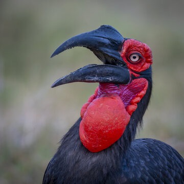 View of a Southern Ground Hornbill with its distinctive red throat patch and large black beak in the Okavango, Botswana, Africa.