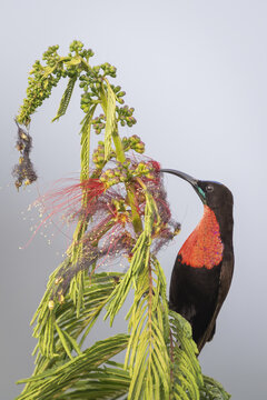 View of a Scarlet-chested Sunbird feeding on the nectar of a vibrant red Calliandra flower in Virunga, Rwanda, Africa.