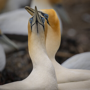 View of two Australasian gannets interacting with heads tilted upwards, showing their distinctive yellow heads and blue eyes in a colony setting in Clifton, Hawke's Bay Region, New Zealand.