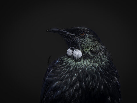 View of a native Tui bird with iridescent dark plumage and distinctive white throat tufts, captured in profile against a dark background in Tauranga, Bay of Plenty Region, New Zealand.
