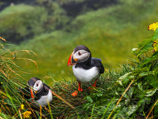Fototapeta premium Colony of Atlantic puffins or Fratercula arctica on the green grass, Iceland, Dyrholaey cliffs. Close-up. Common puffin, is a seabird species of the auk family, Alcidae.