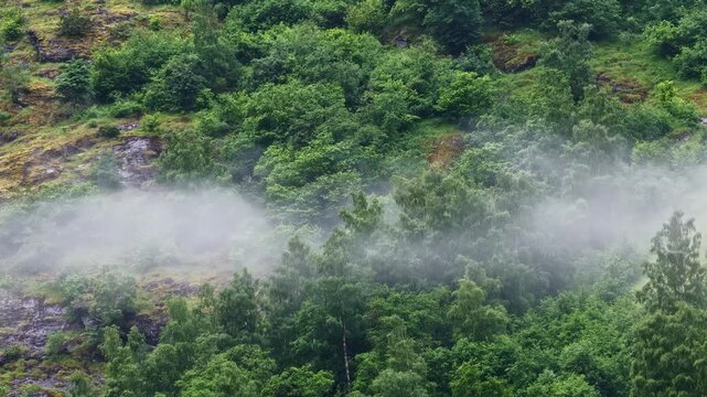 Aerial view of dense forest on a hillside with patches of mist clinging to the trees in Aurland, Vestland, Norway.