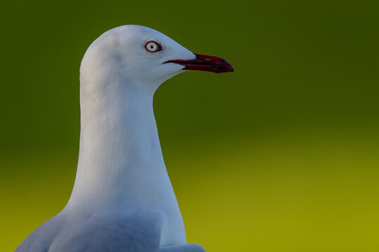 View of a red-billed gull with white plumage and a vibrant red beak in a close-up profile shot in Tauranga, Bay of Plenty Region, New Zealand.