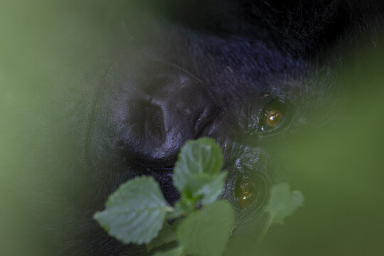 View of a mountain gorilla face peering through lush green foliage in the forest of Virunga, Rwanda.